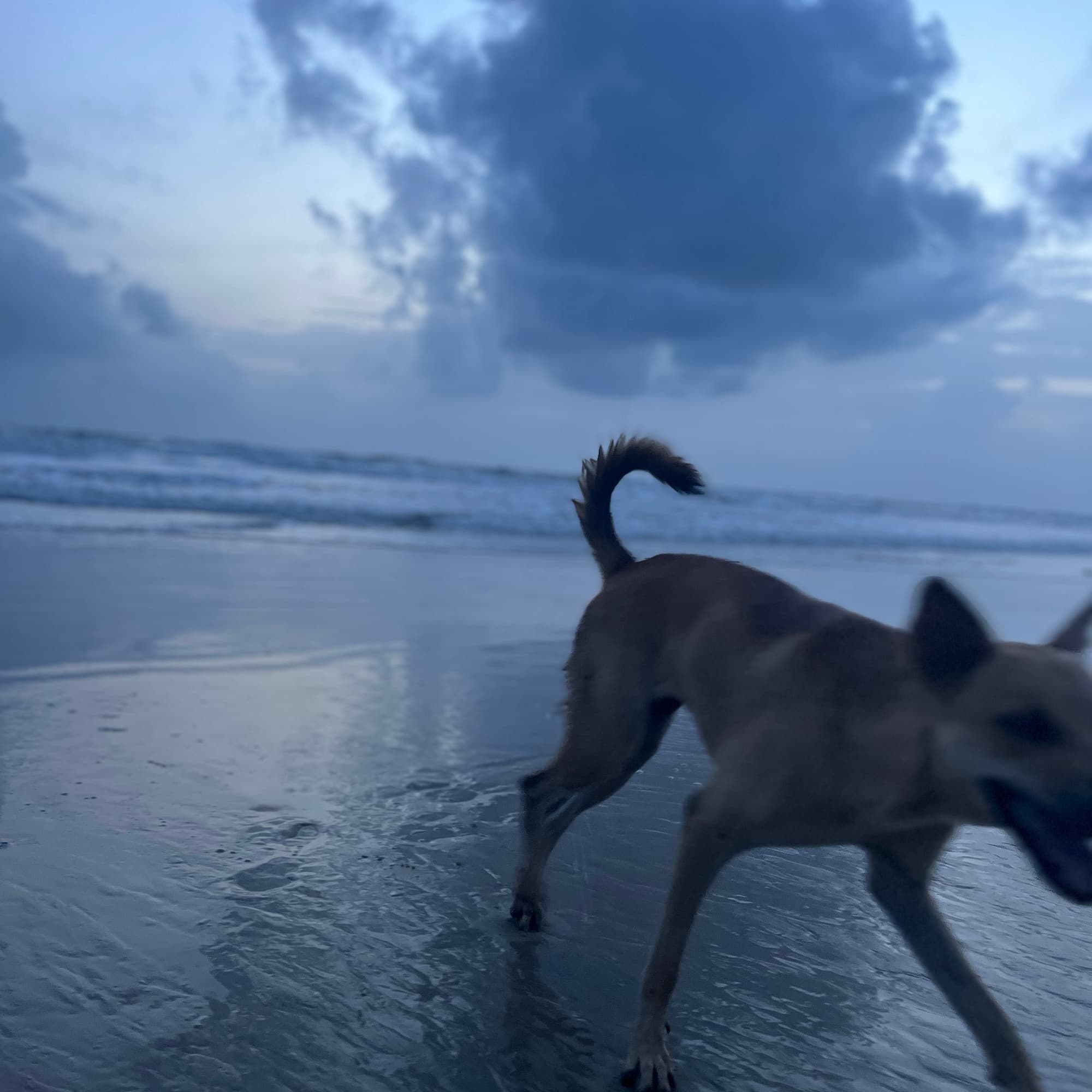 One of the resident dogs running on the beach at dusk