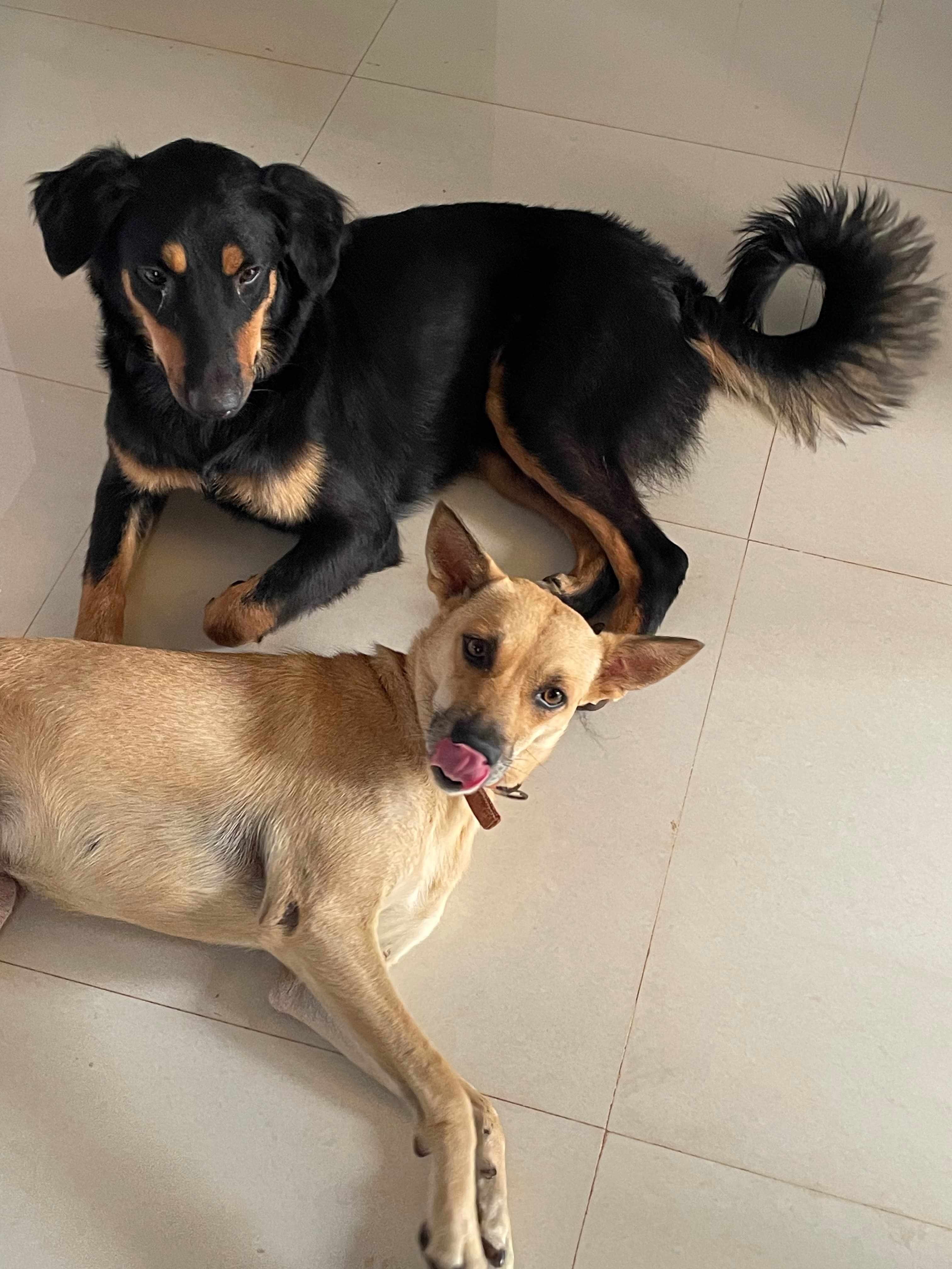 Chiku and Miku sprawled together on the living room floor