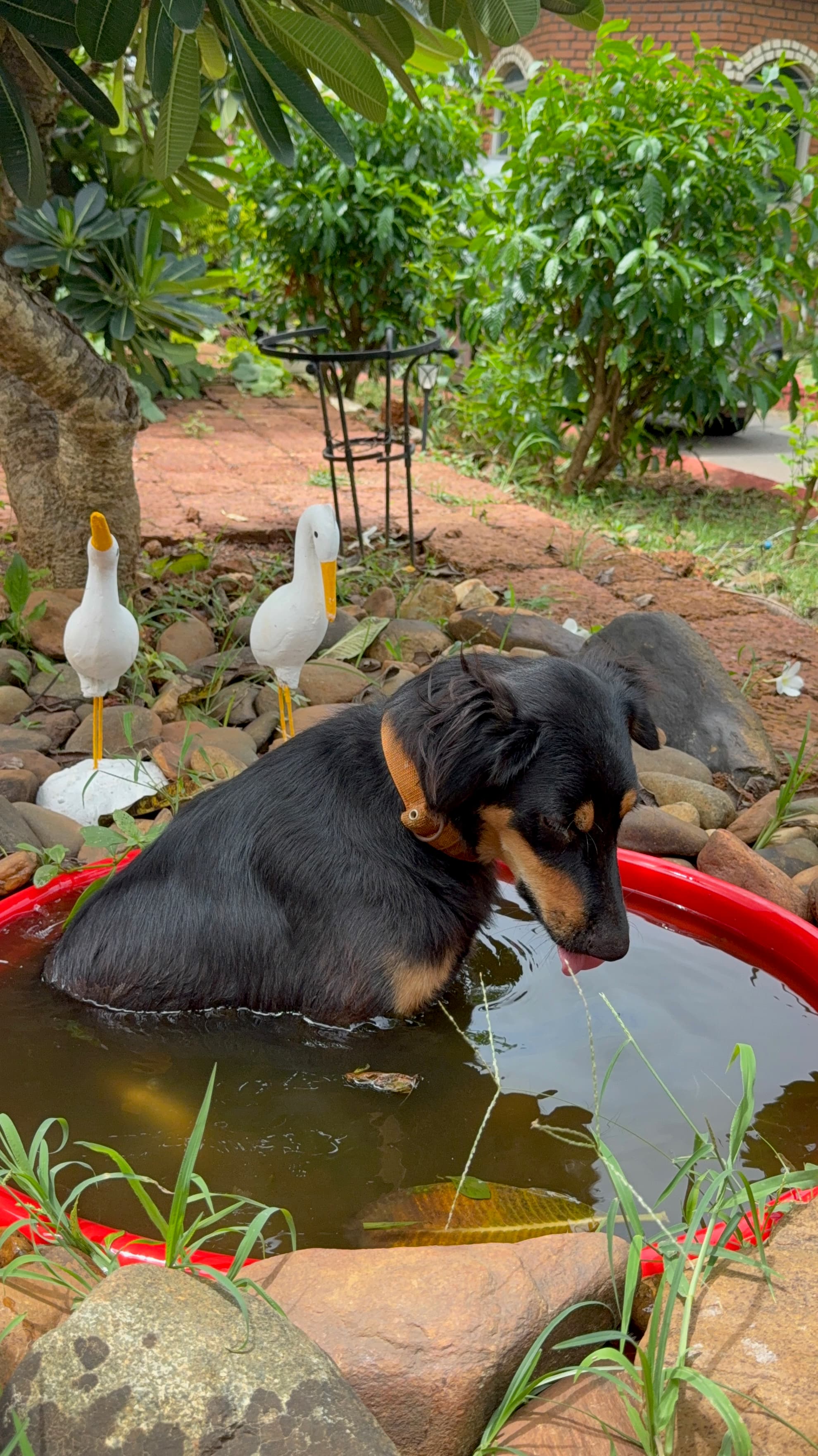 Chiku cooling off in a red tub in the garden, ceramic ducks looking on