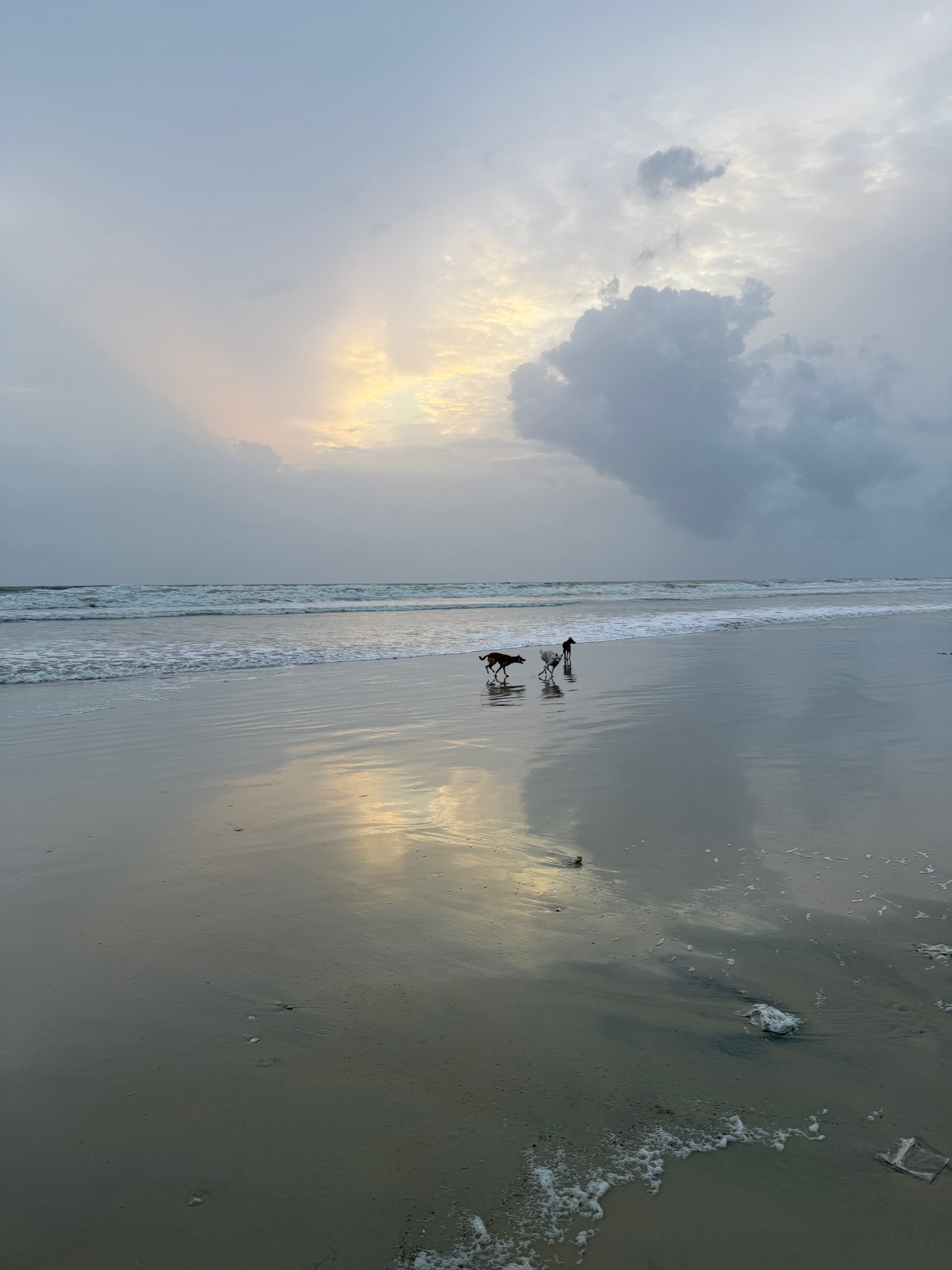 Chiku and Miku running along the beach at dusk
